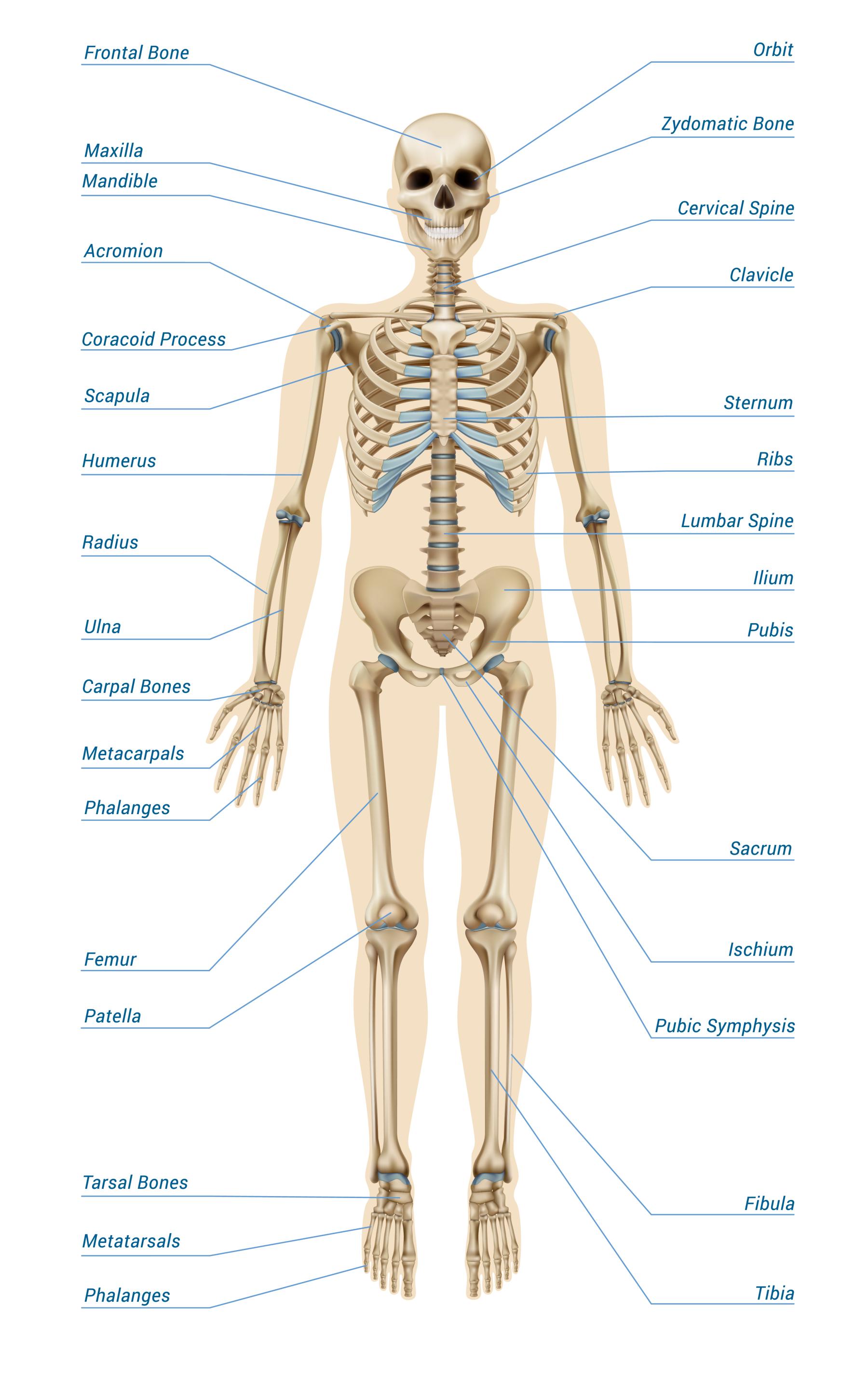 Orthopedics: The Branch of Medicine for Musculoskeletal Health